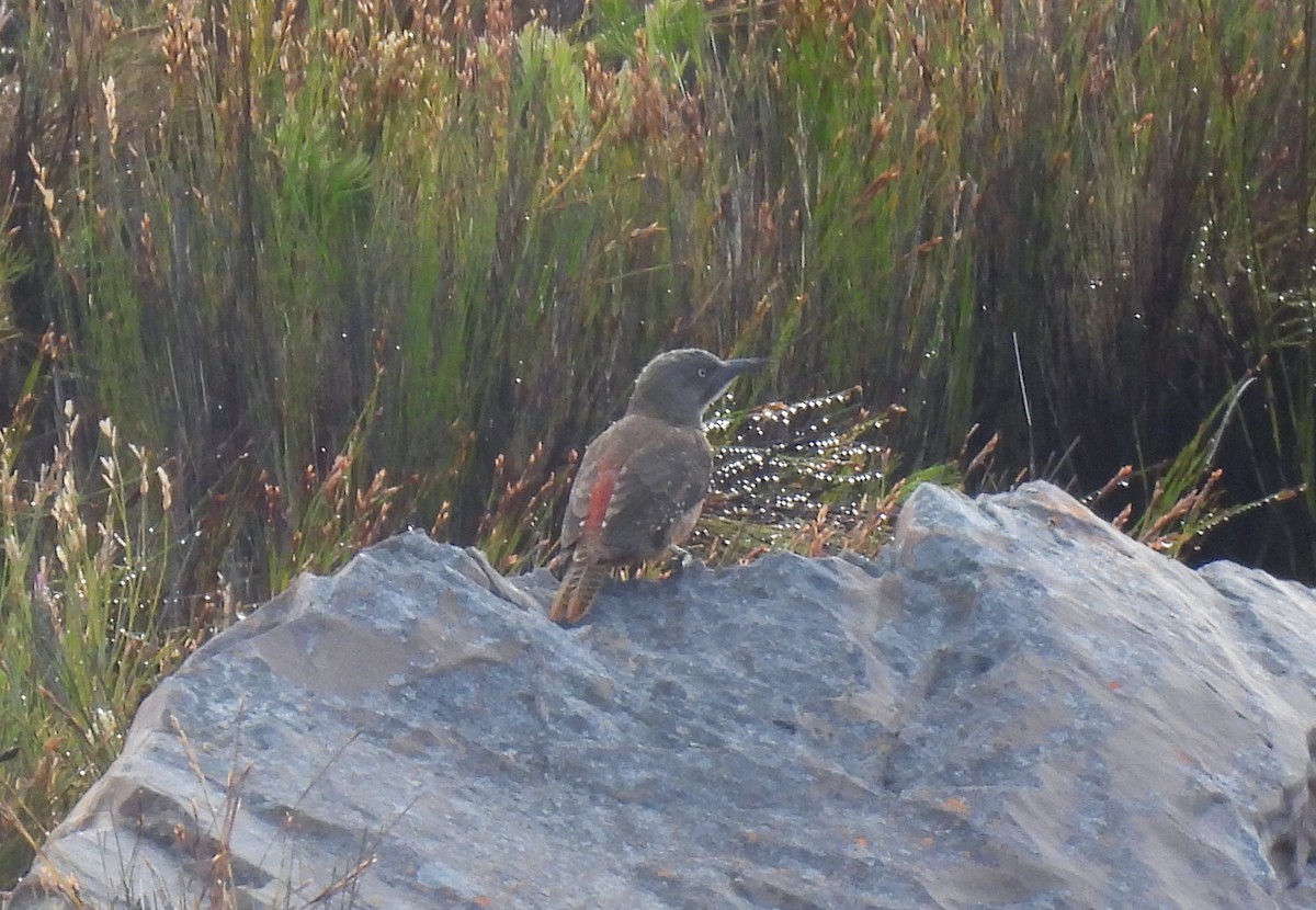 Ground Woodpecker - ML641840675