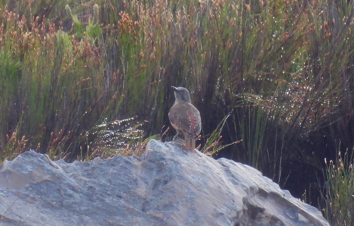 Ground Woodpecker - ML641840676