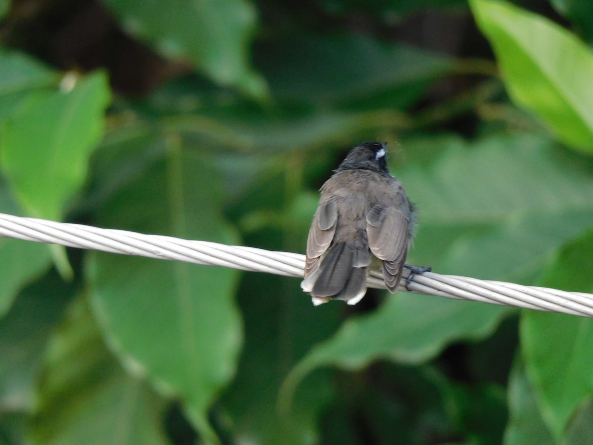 Spot-breasted Fantail - ML641840685