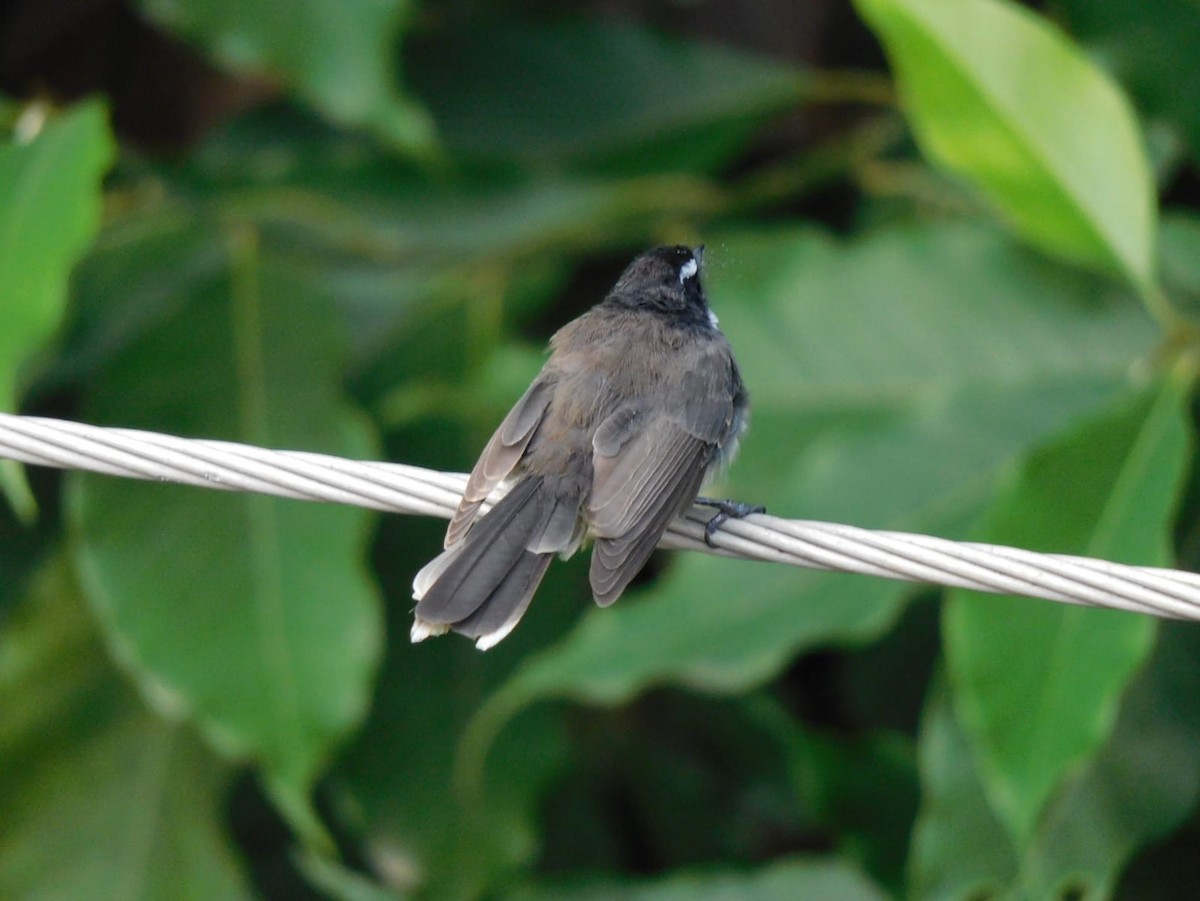 Spot-breasted Fantail - ML641840686
