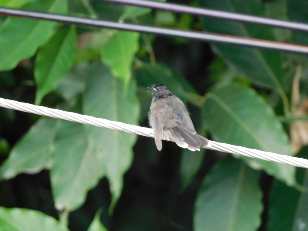 Spot-breasted Fantail - ML641840687