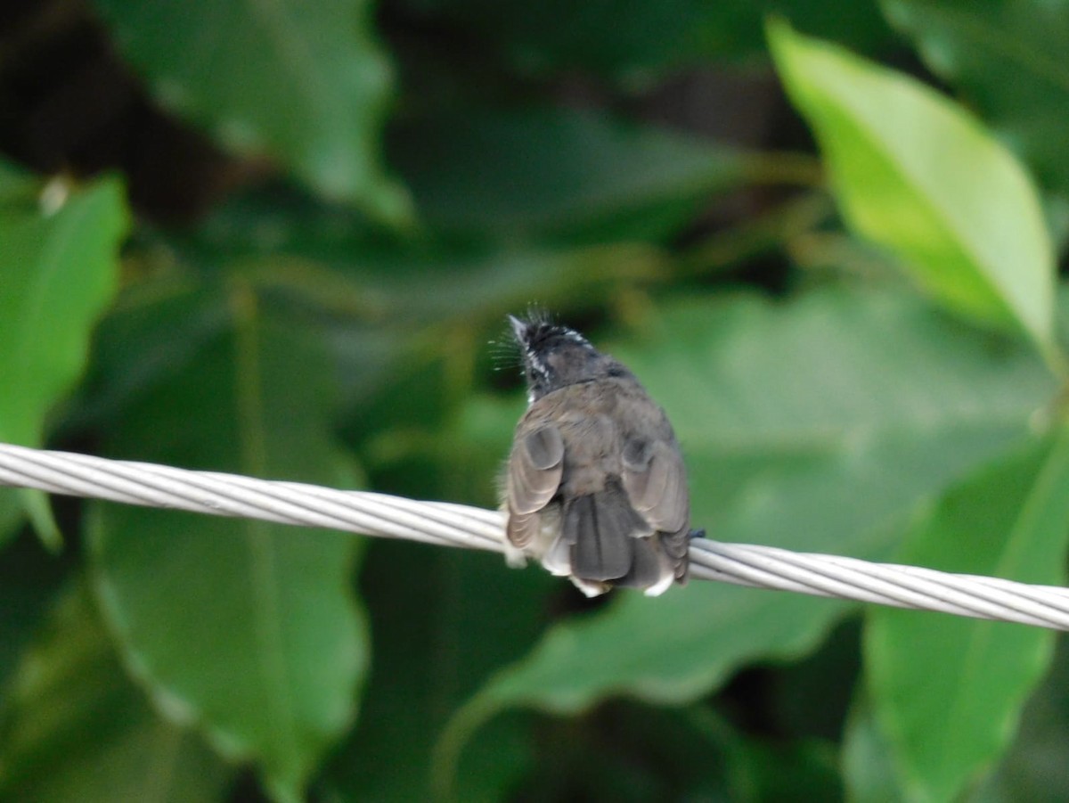 Spot-breasted Fantail - ML641840688