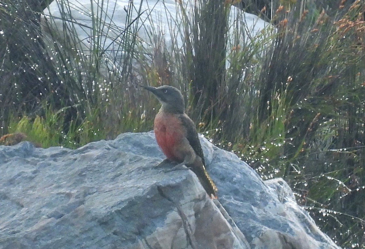 Ground Woodpecker - ML641840700
