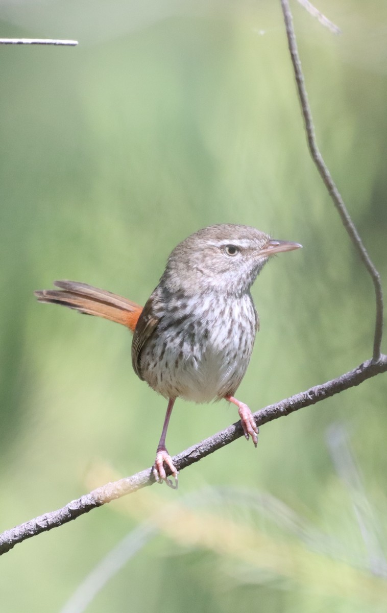 Chestnut-rumped Heathwren - ML641840732