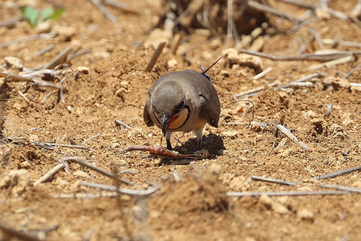 Oriental Pratincole - ML641840740