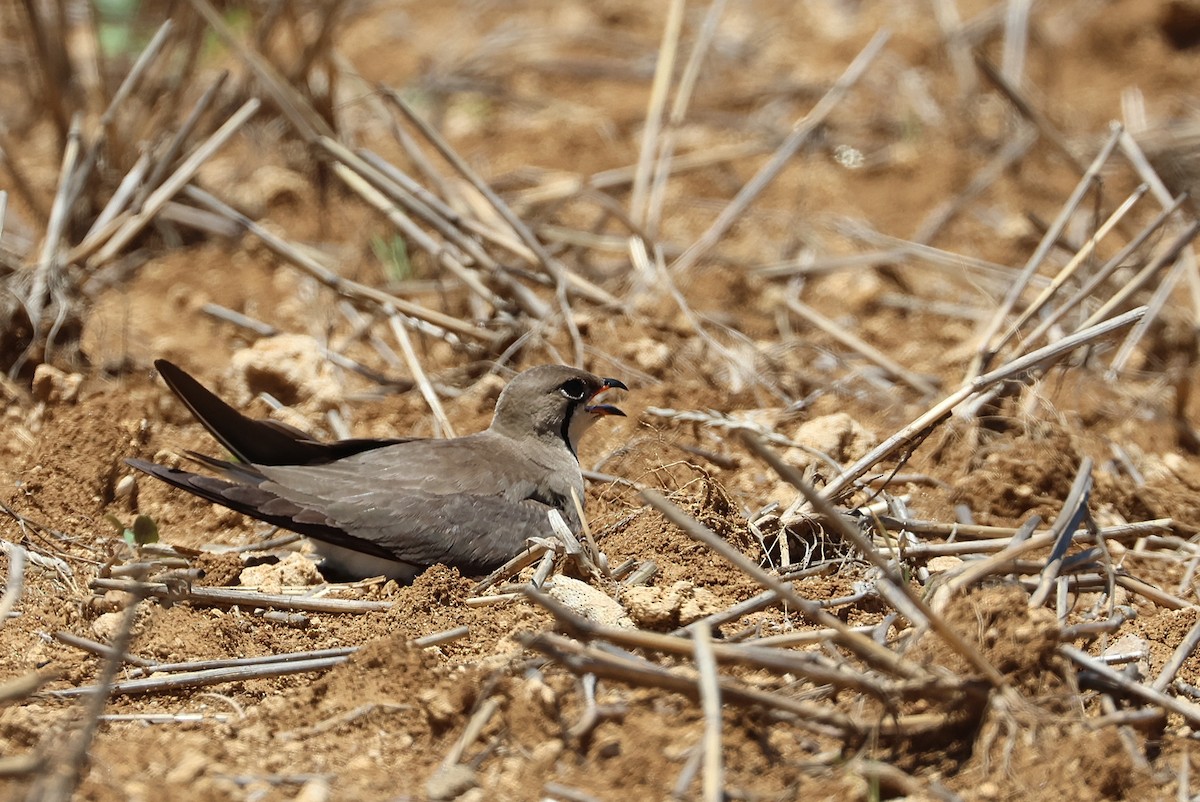 Oriental Pratincole - ML641840741