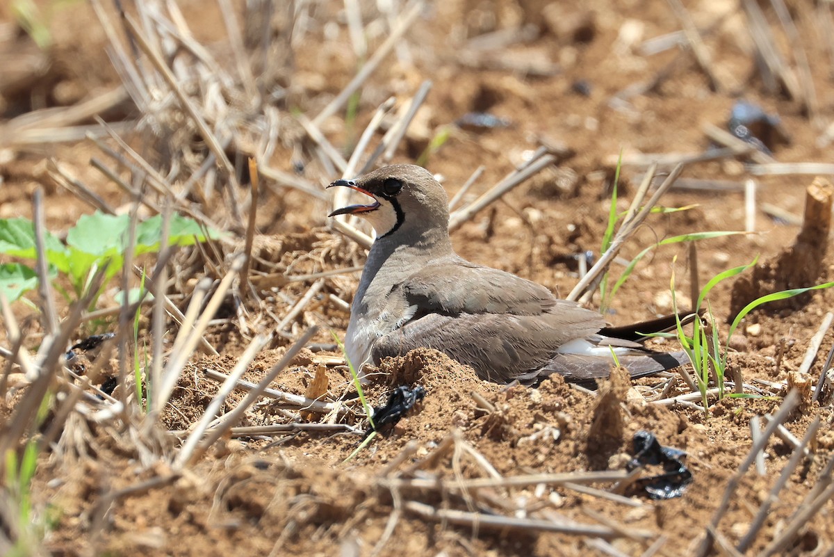 Oriental Pratincole - ML641840742