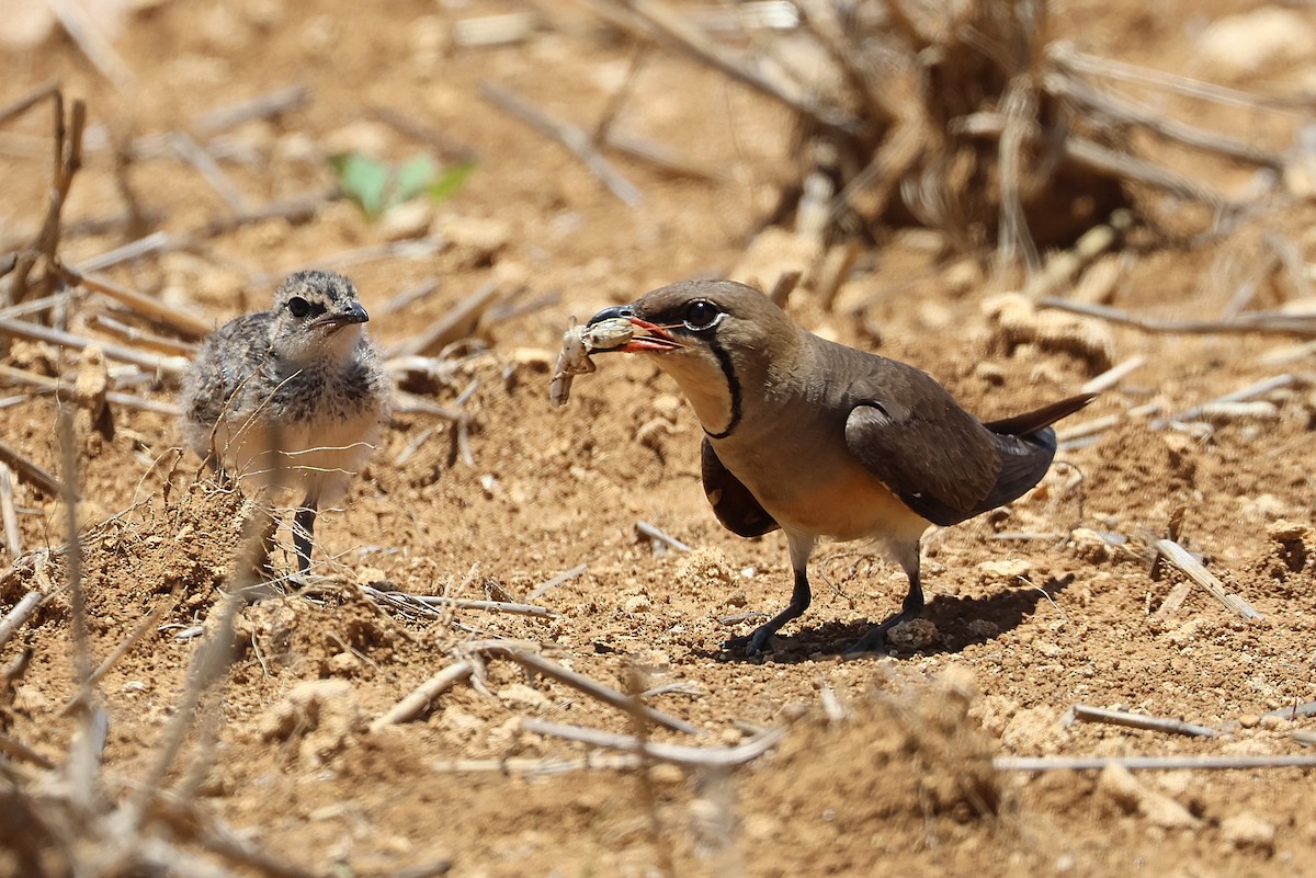 Oriental Pratincole - ML641840744