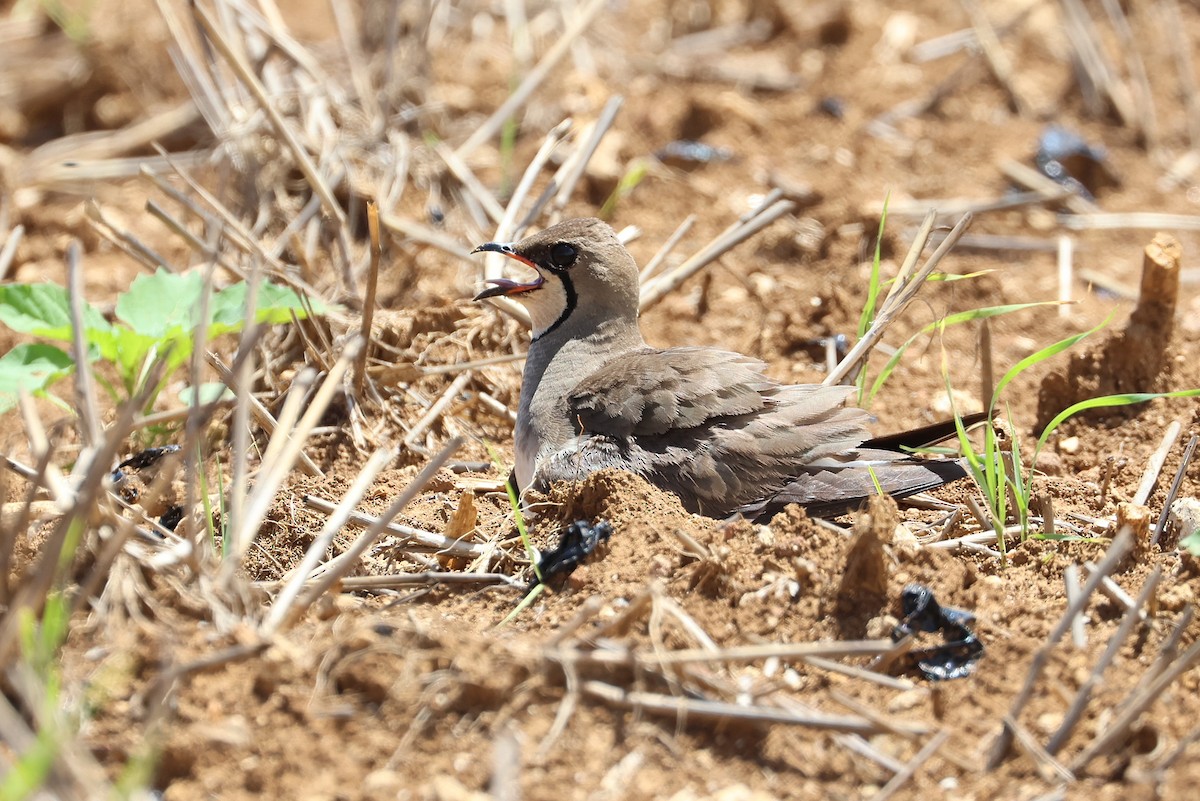 Oriental Pratincole - ML641840746