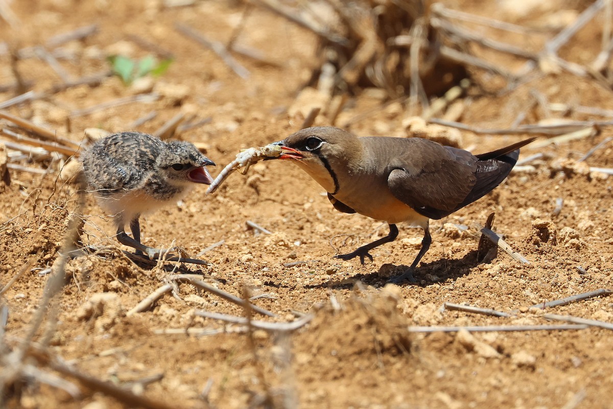 Oriental Pratincole - ML641840747