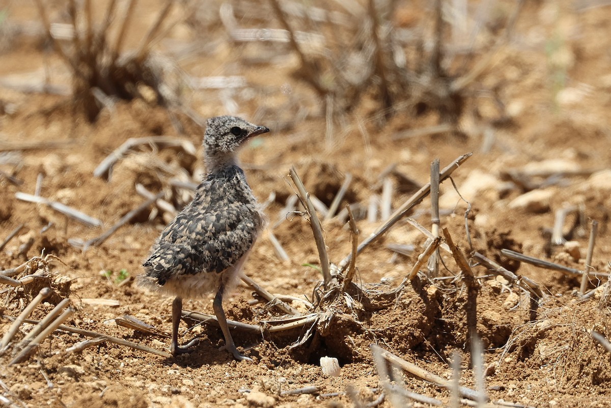 Oriental Pratincole - ML641840748