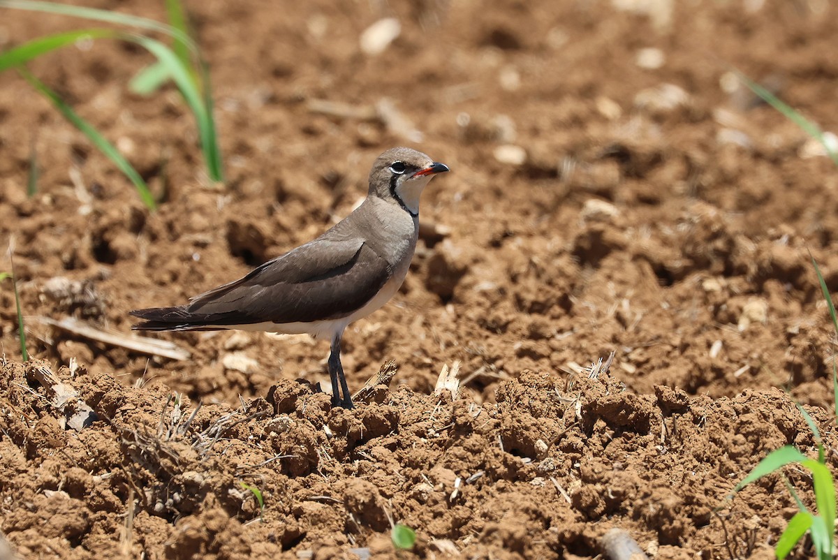 Oriental Pratincole - ML641840749