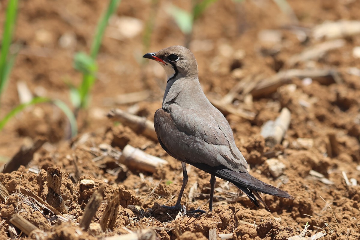 Oriental Pratincole - ML641840750