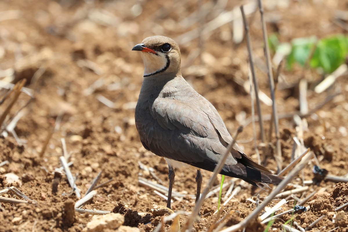 Oriental Pratincole - ML641840751