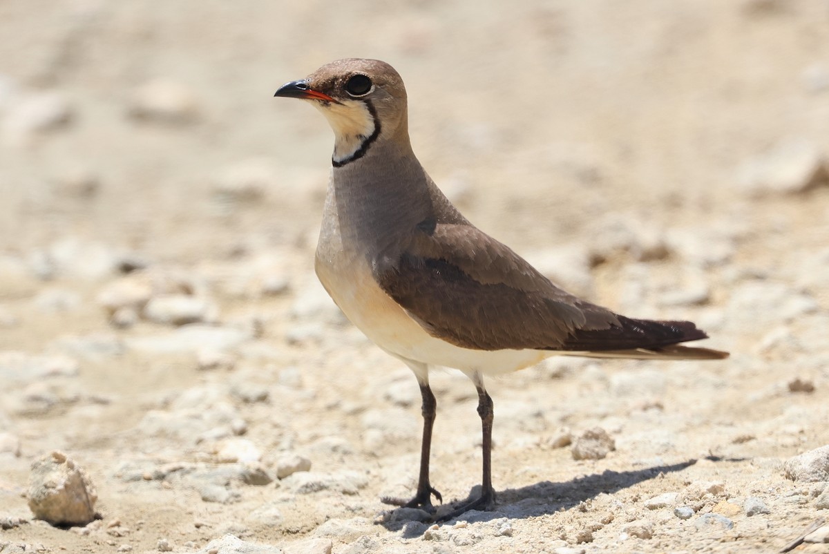 Oriental Pratincole - ML641840752