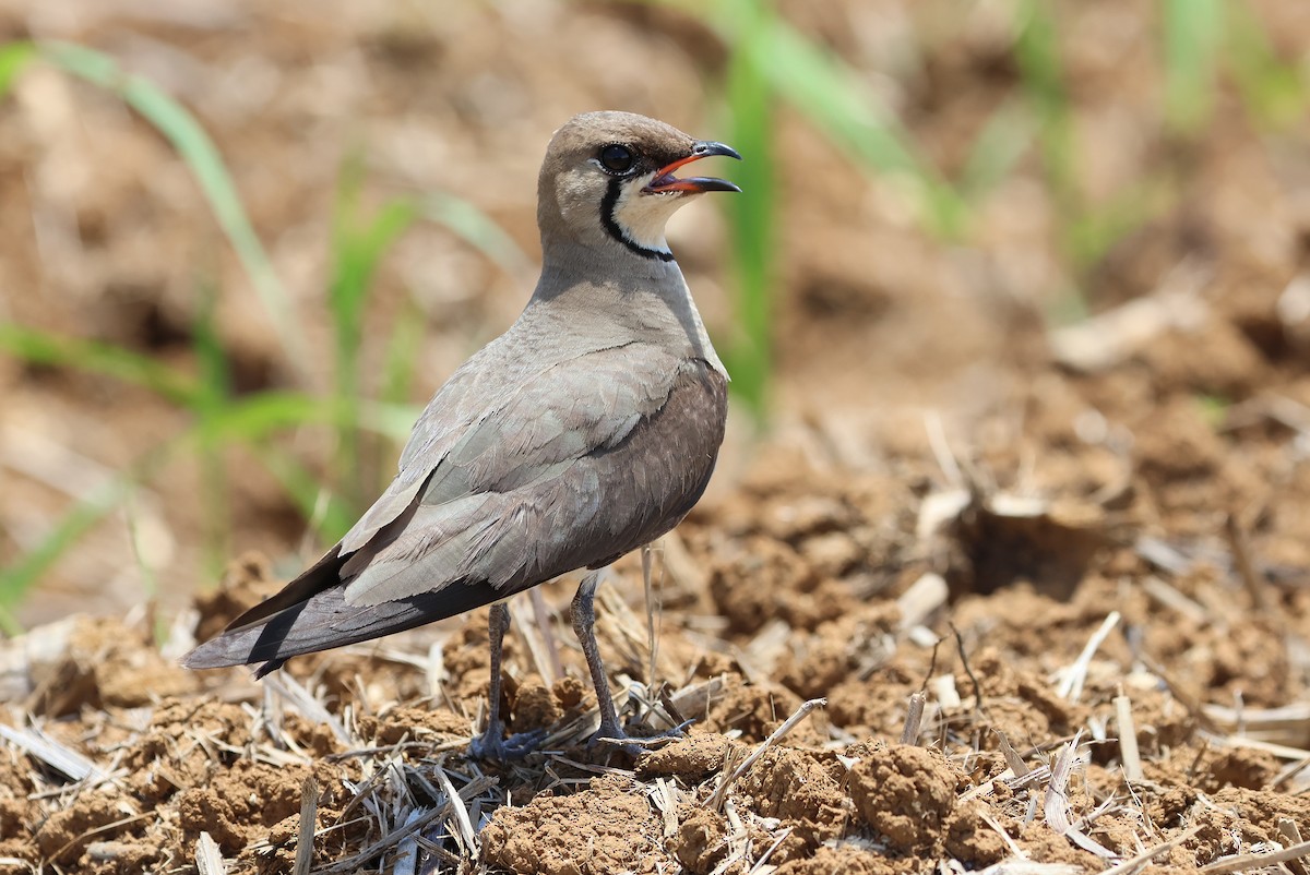 Oriental Pratincole - ML641840753
