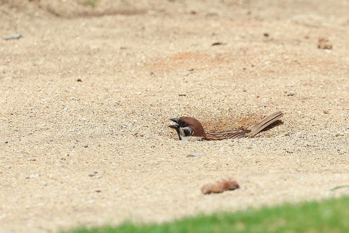 Eurasian Tree Sparrow - ML641840759