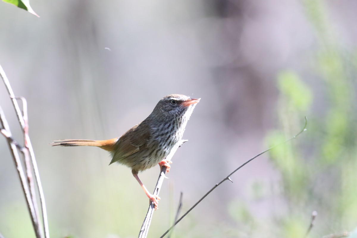 Chestnut-rumped Heathwren - ML641840763