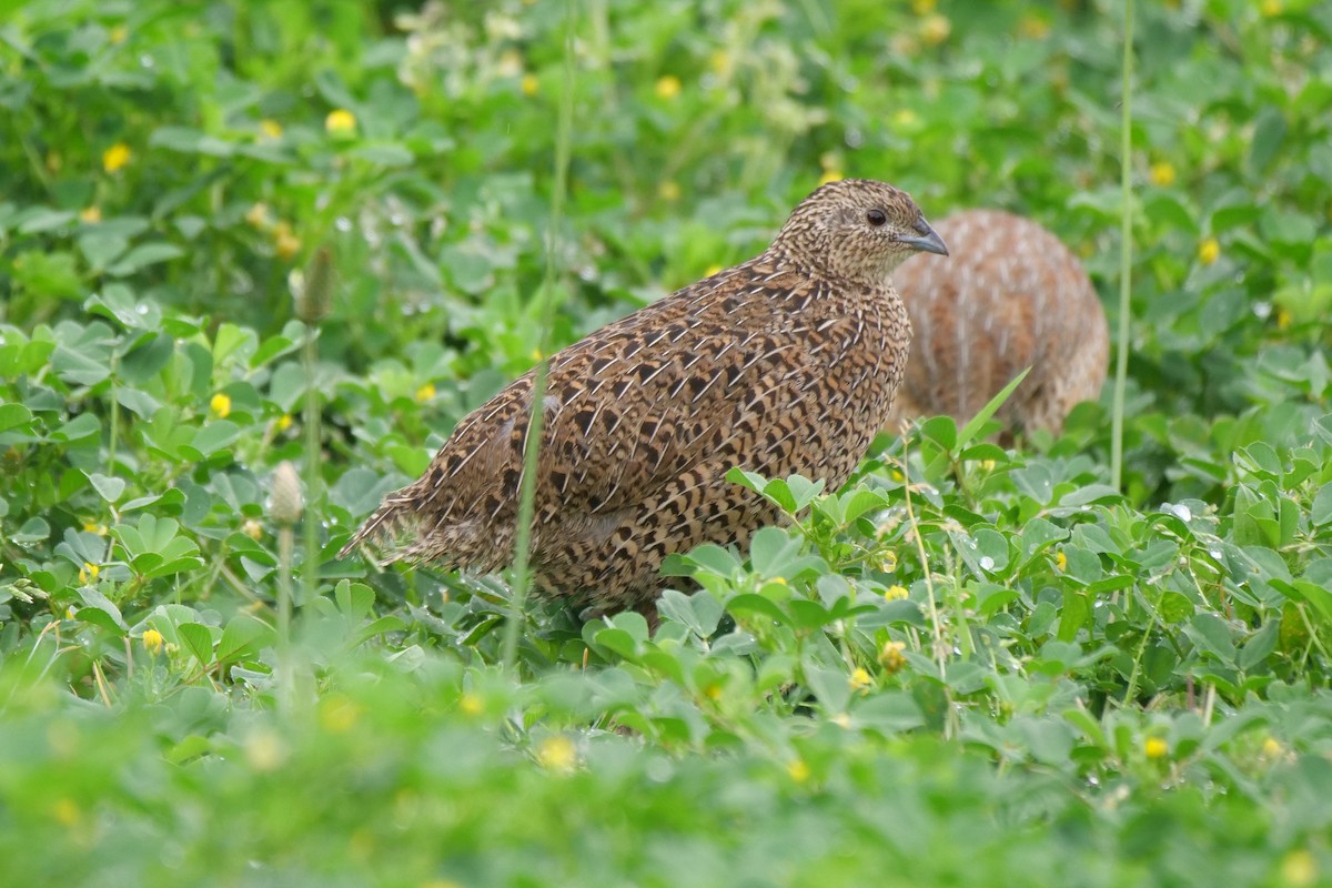 Brown Quail - ML641840764