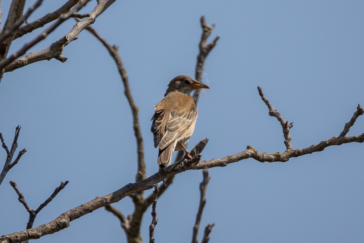 Rosy Starling - ML641840765