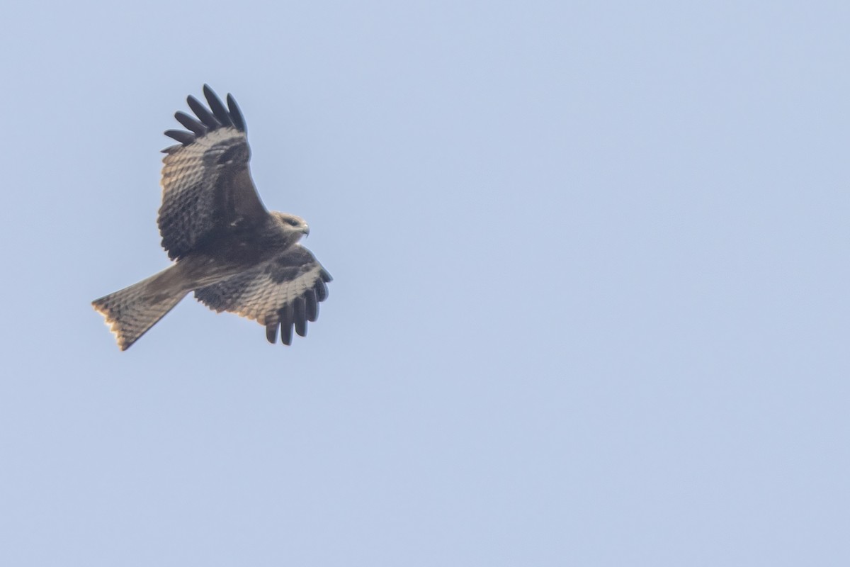 Black Kite - ML641840766