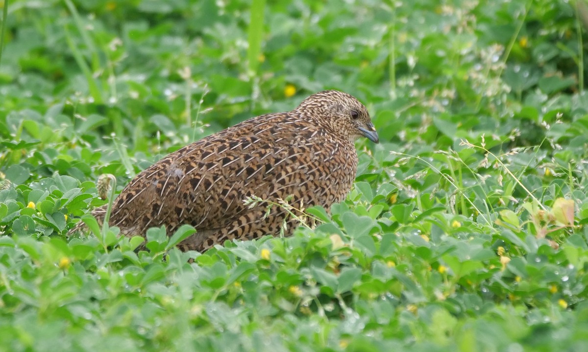 Brown Quail - ML641840767