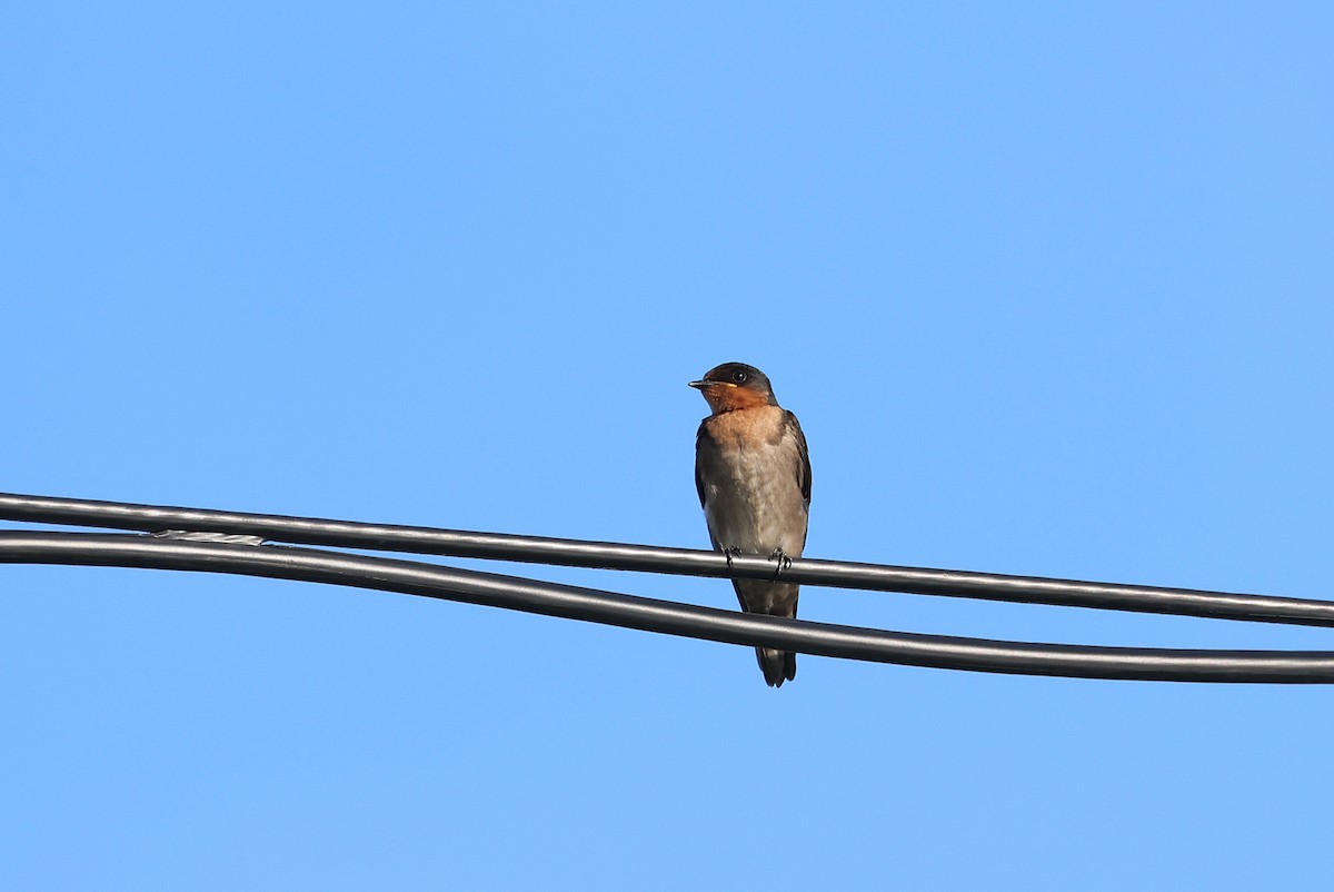 Pacific Swallow - ML641840768