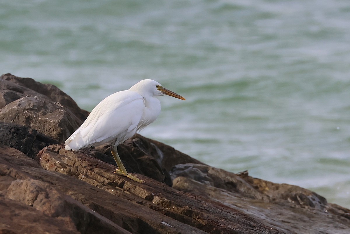 Pacific Reef-Heron - ML641840773