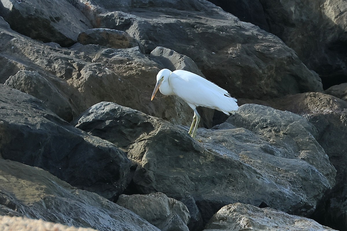 Pacific Reef-Heron - ML641840774