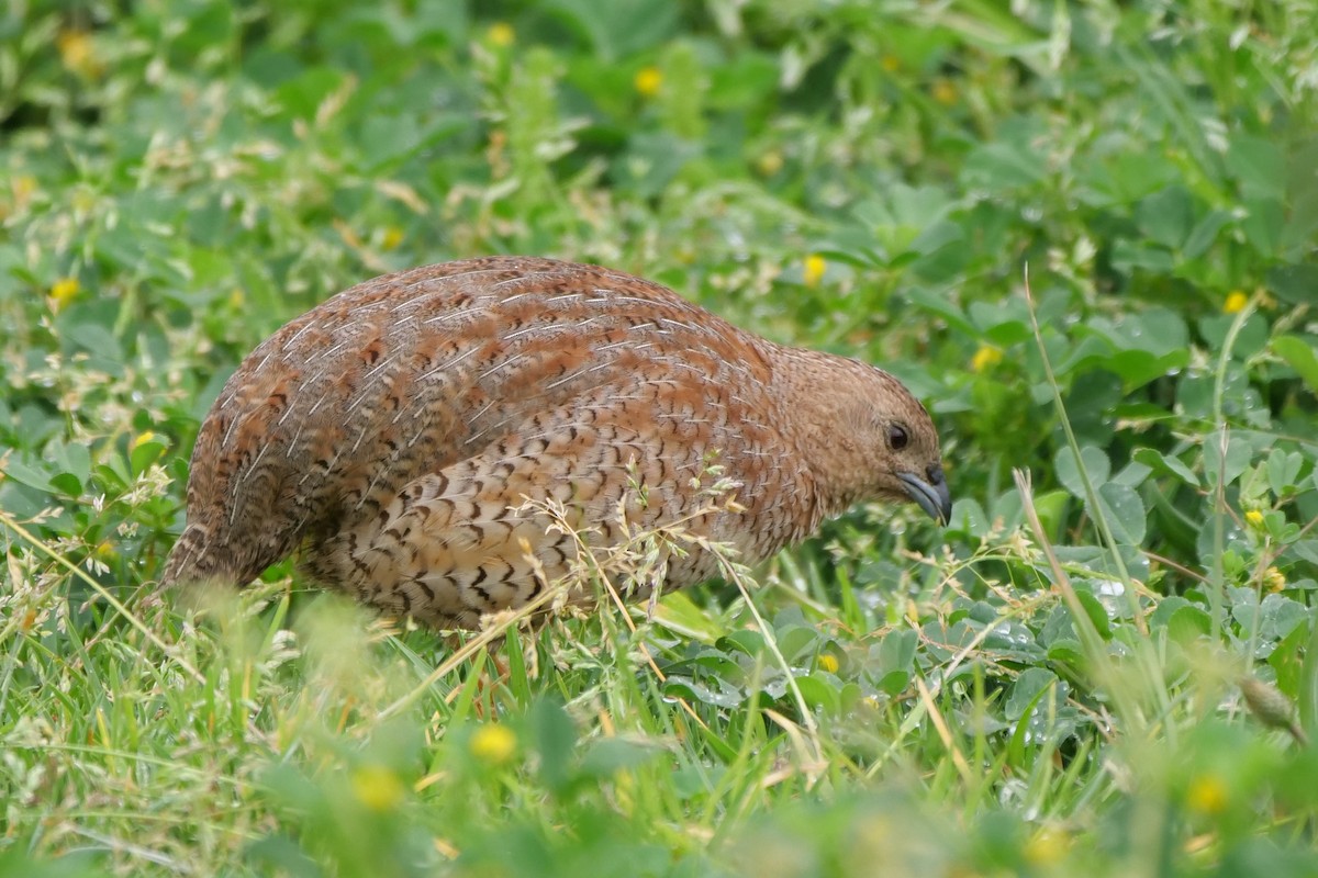 Brown Quail - ML641840782