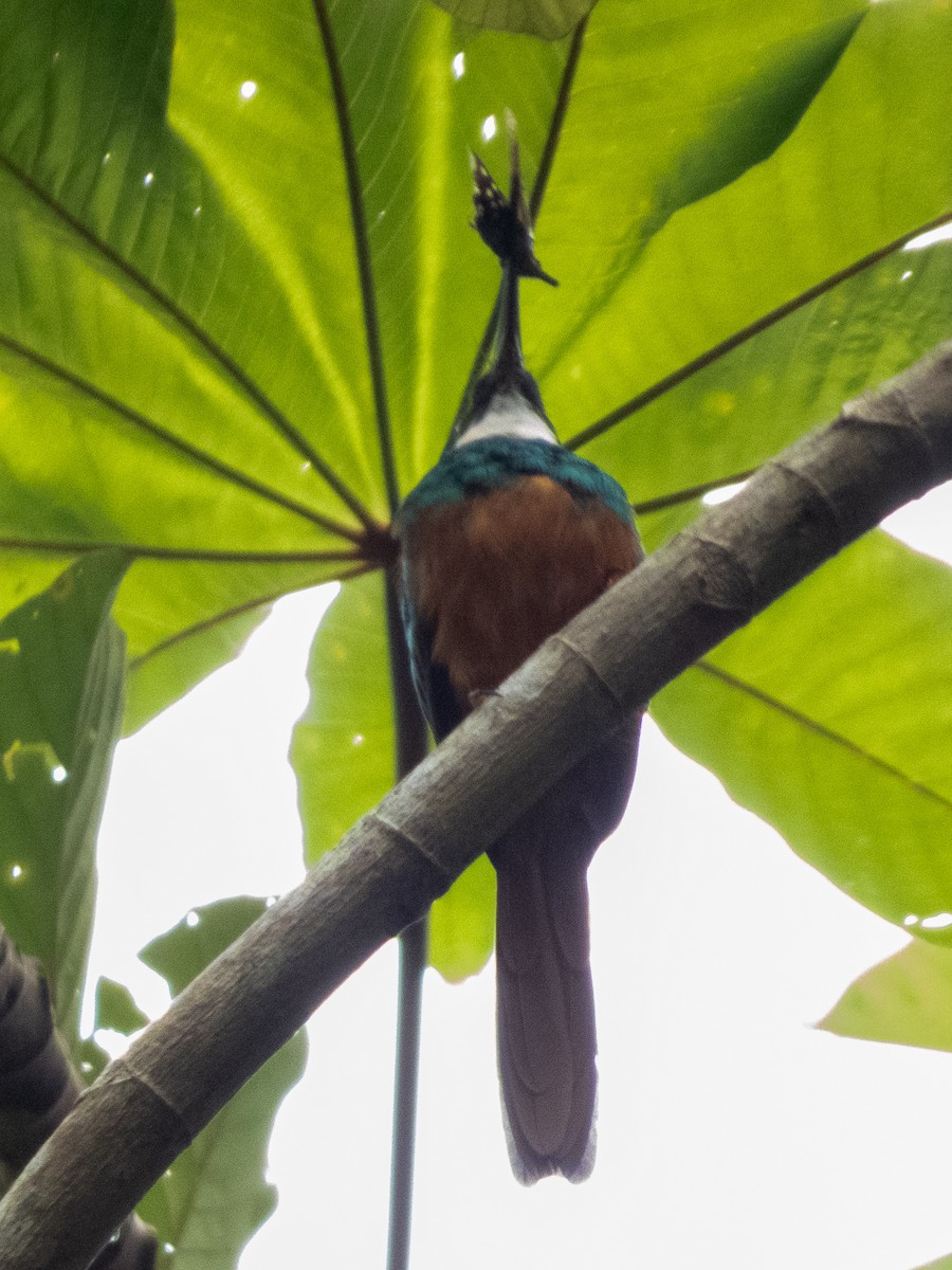 Rufous-tailed Jacamar - ML641840784