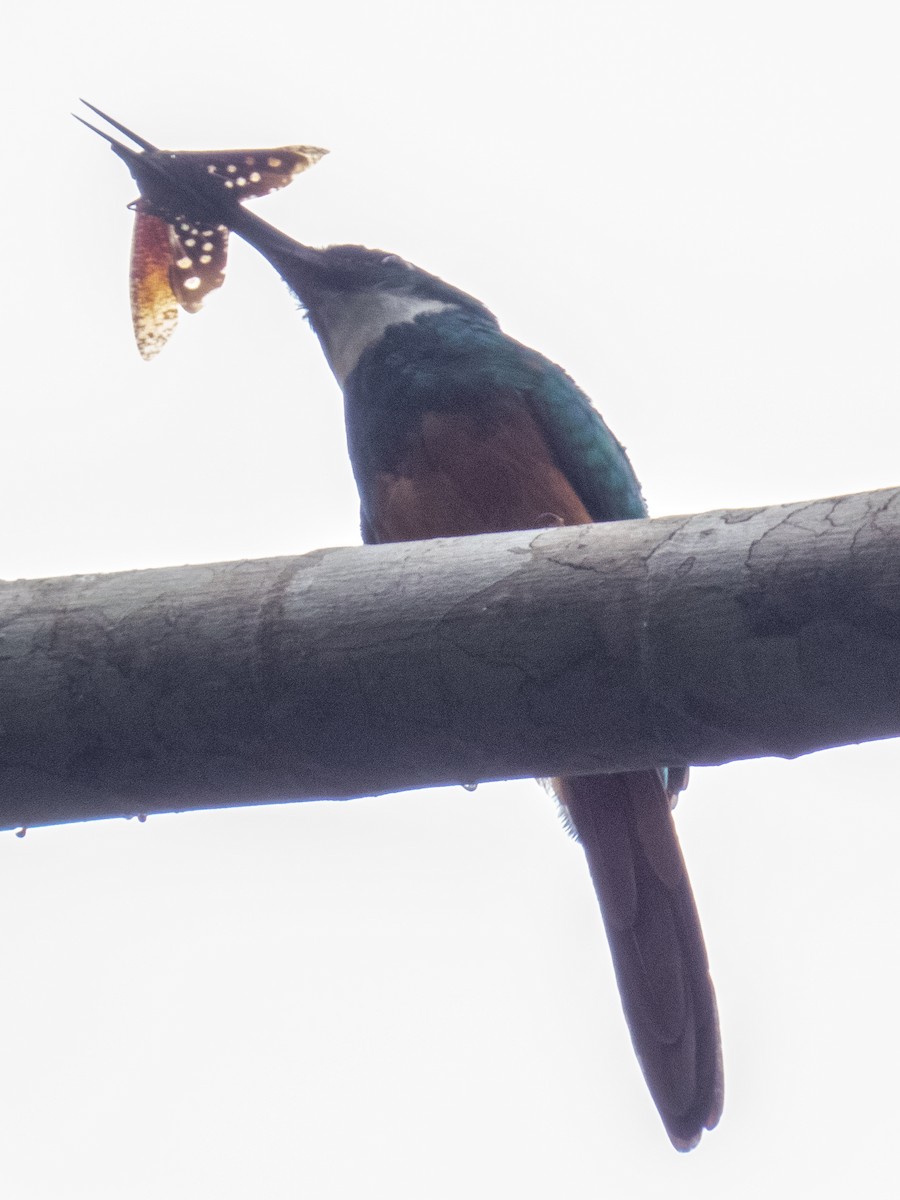 Rufous-tailed Jacamar - ML641840785