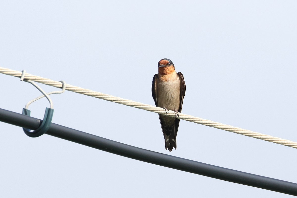 Pacific Swallow - ML641840794