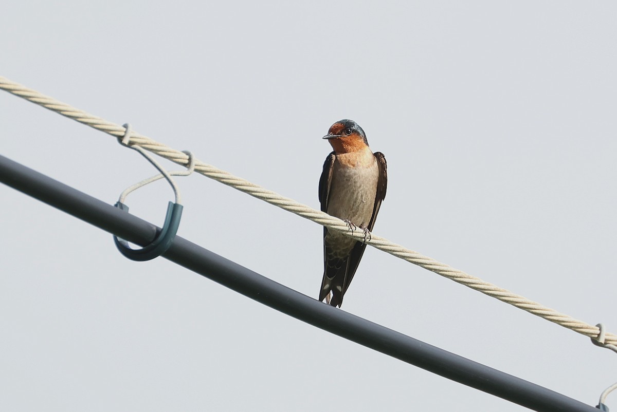 Pacific Swallow - ML641840795