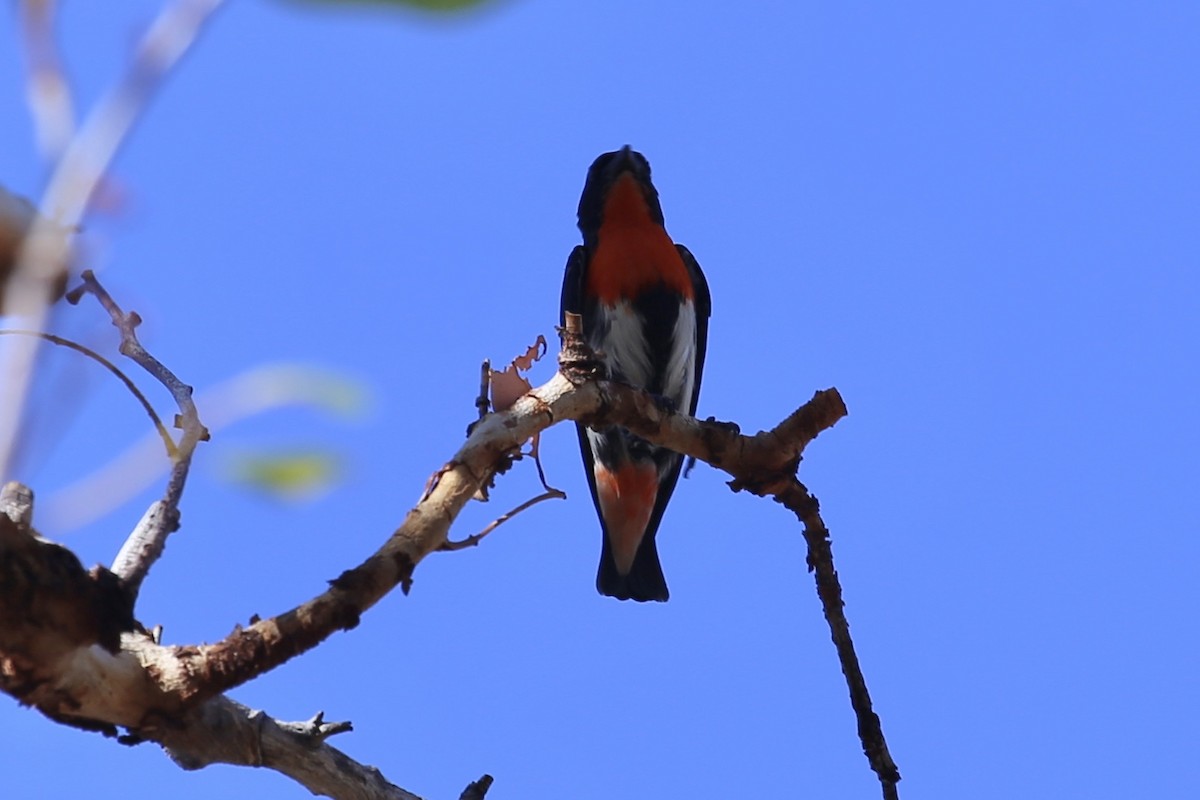 Mistletoebird - ML641840798
