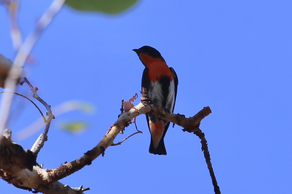 Mistletoebird - ML641840799