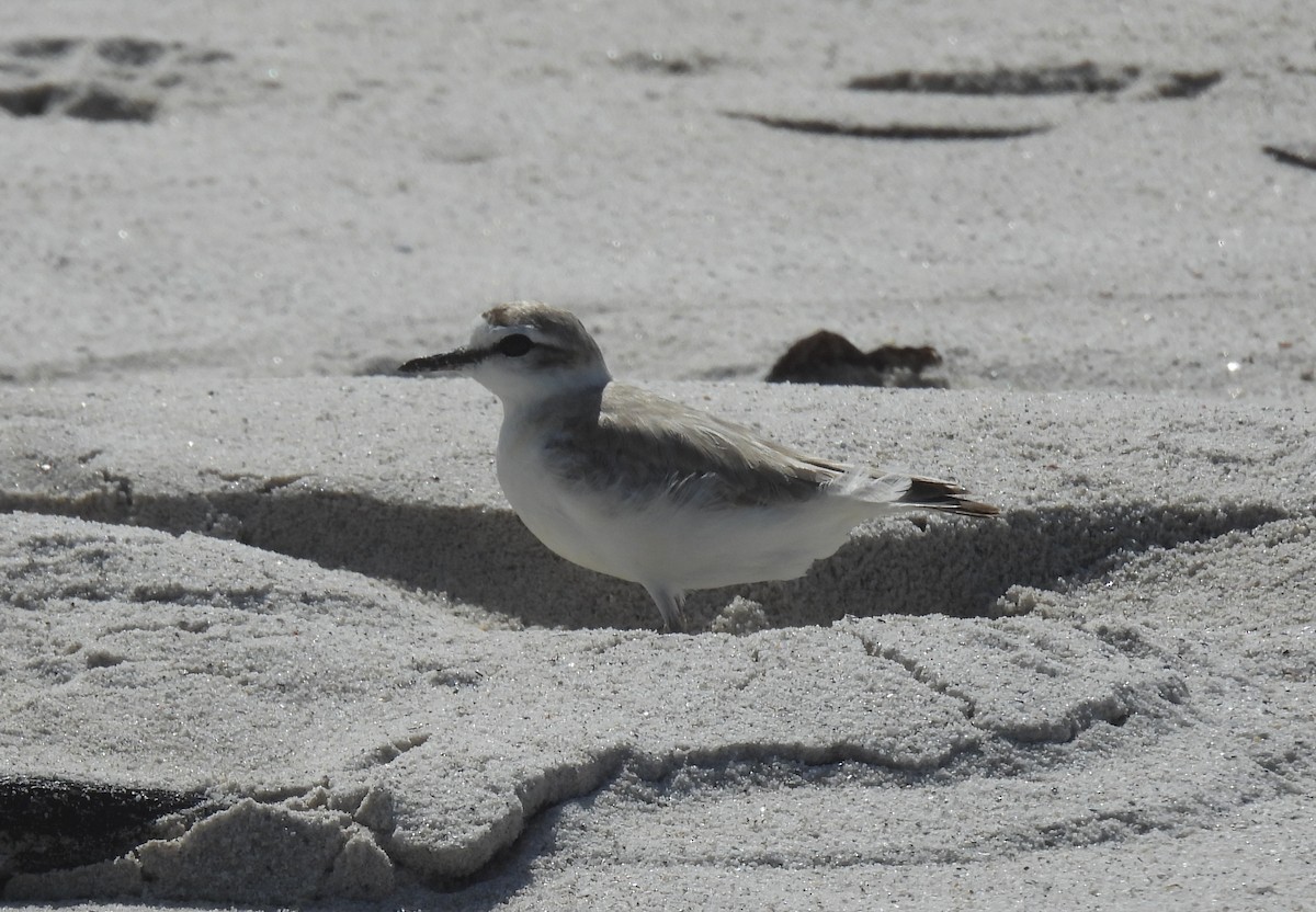 White-fronted Plover - ML641840801