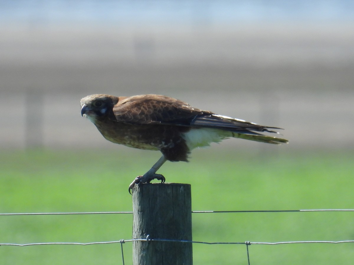Brown Falcon - ML641840818