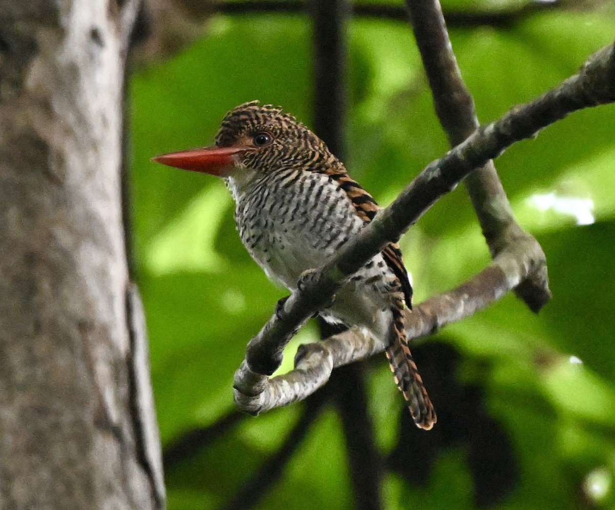 Banded Kingfisher - ML641840820