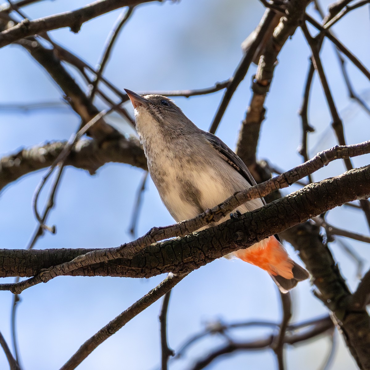 Mistletoebird - ML641840849