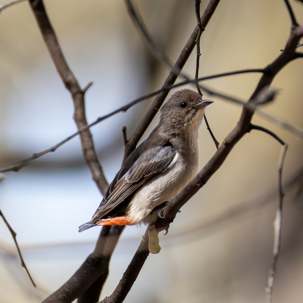 Mistletoebird - ML641840851