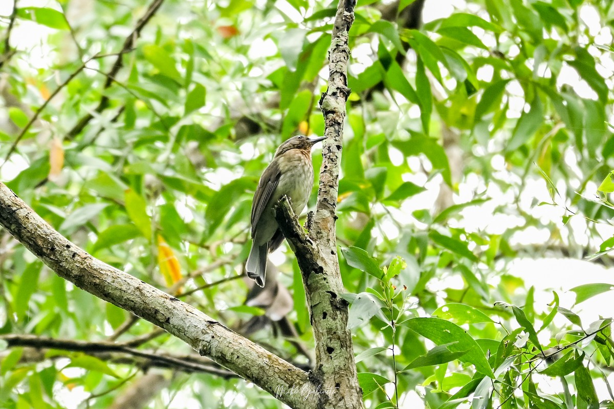 Visayan Bulbul - ML641840856