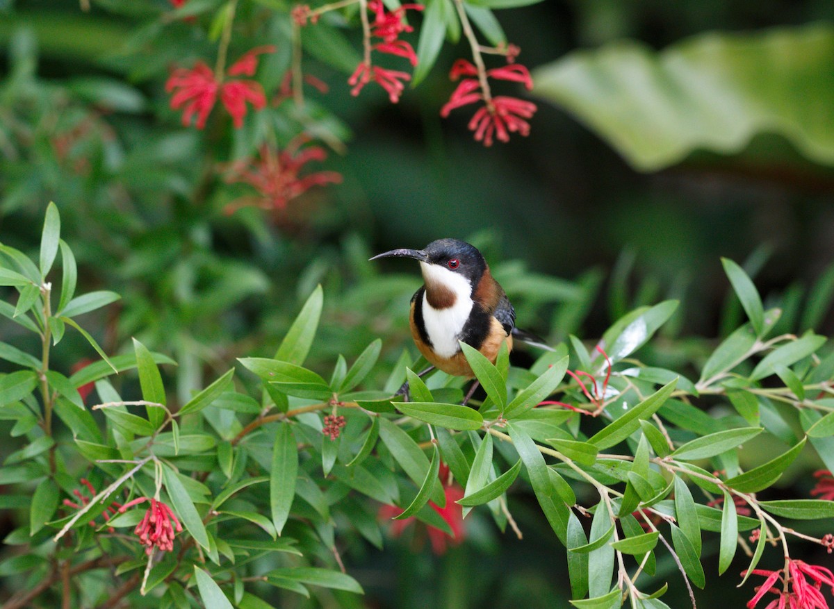 Eastern Spinebill - ML641840862