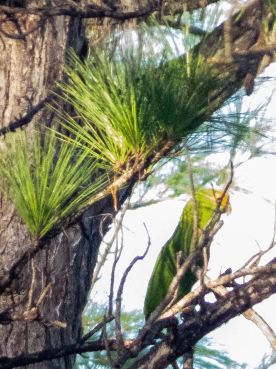 Yellow-headed Amazon - ML641840863