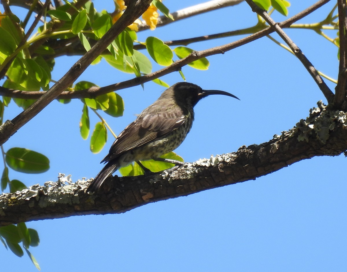 Amethystglanzköpfchen - ML641840866