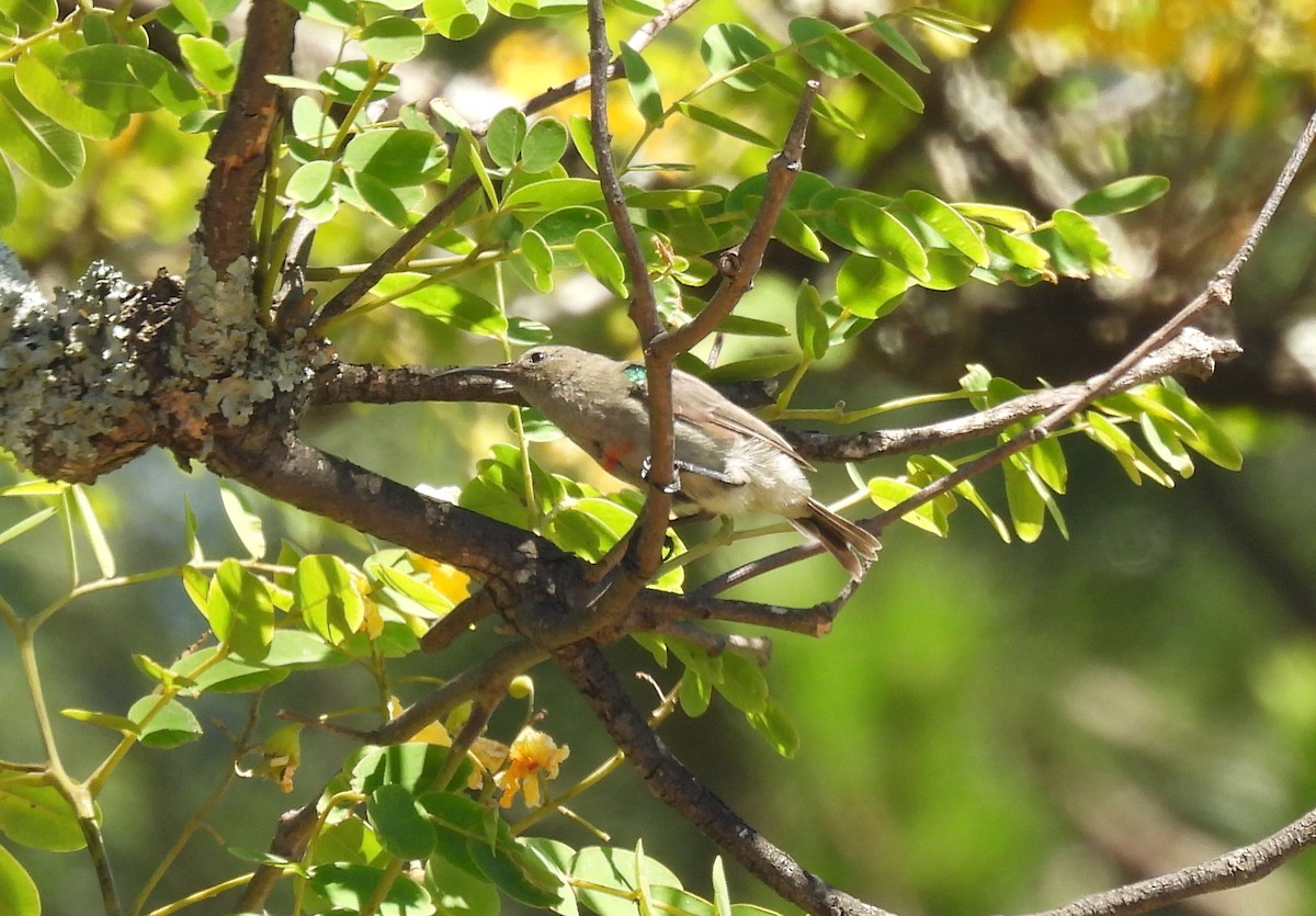 Southern Double-collared Sunbird - ML641840870