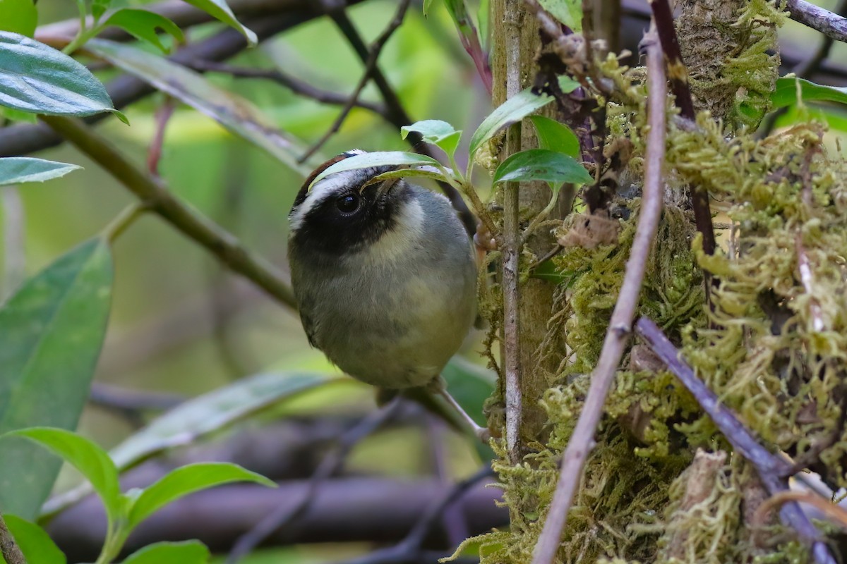 Black-cheeked Warbler - ML641840877