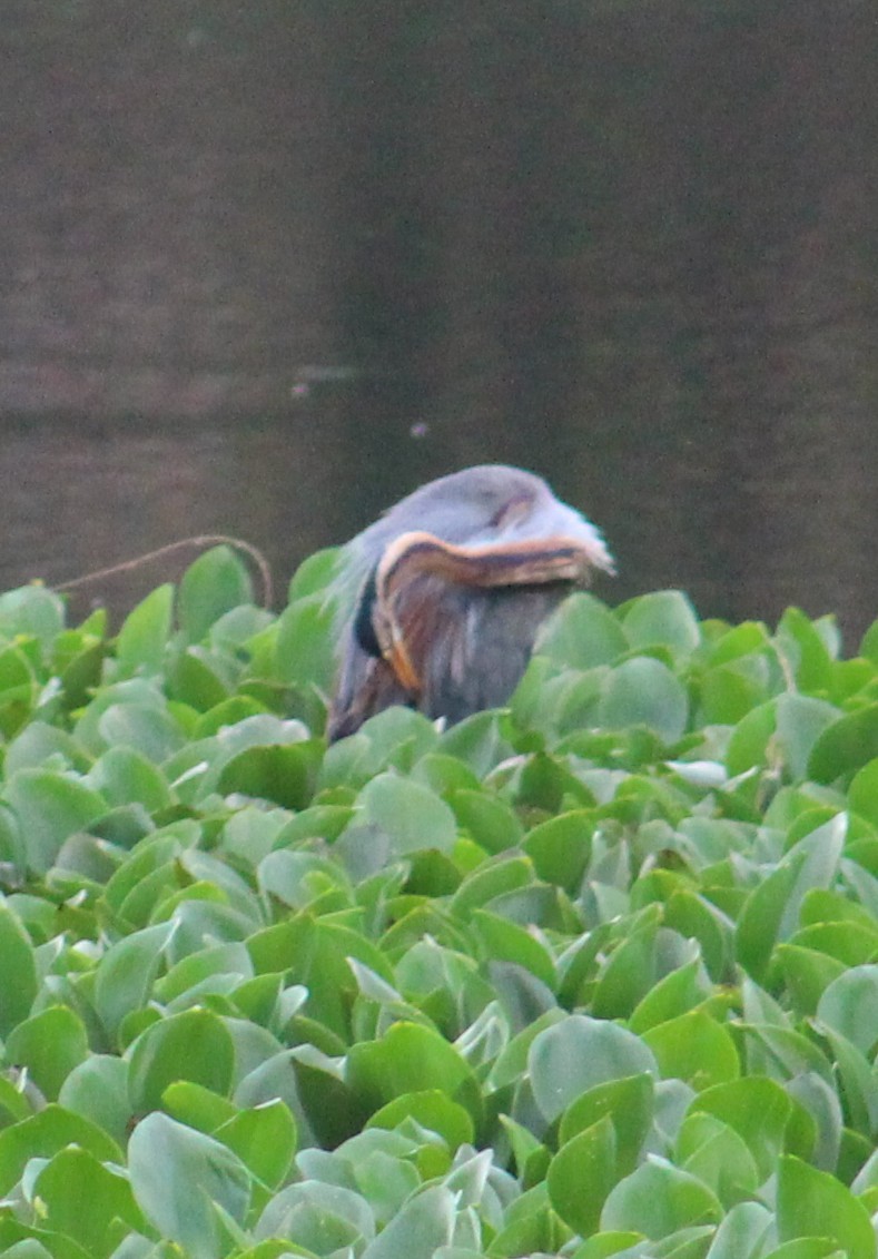 Purple Heron - ML641840909