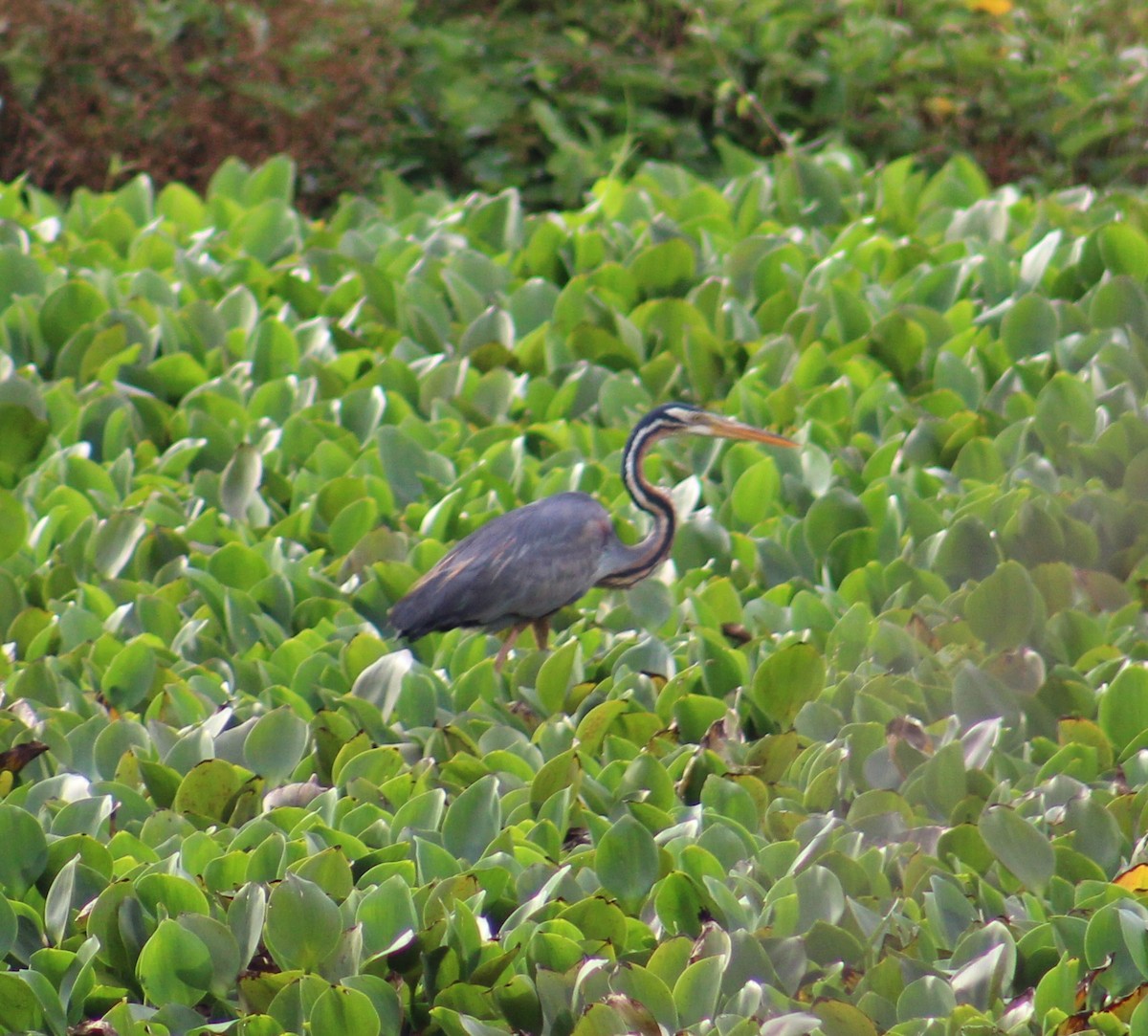 Purple Heron - ML641840910
