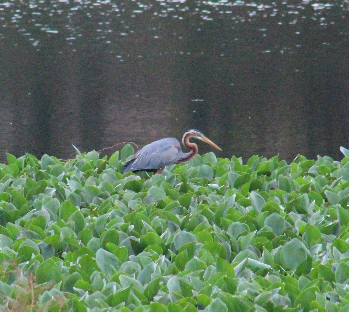 Purple Heron - ML641840911